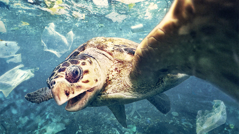 #ANIMAL_SELFIE